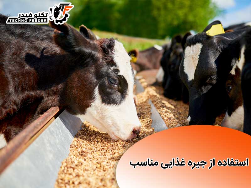 استفاده از جیره غذایی مناسب در گاو ها